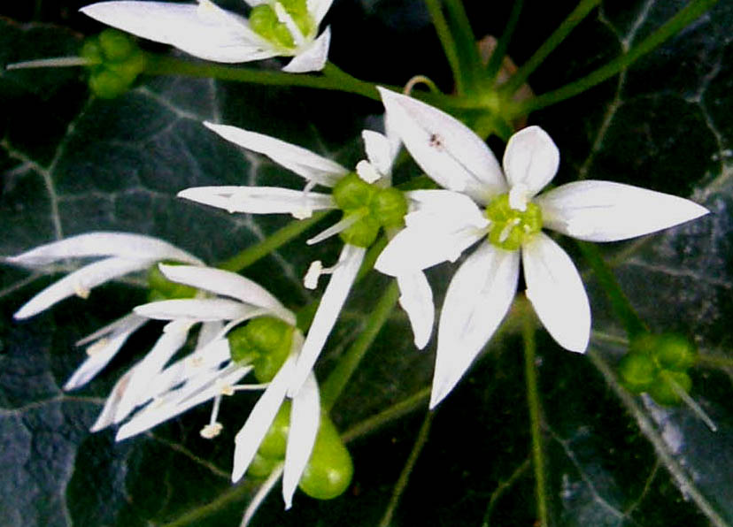 Allium sp  (Asparagales - Amarillidaceae)